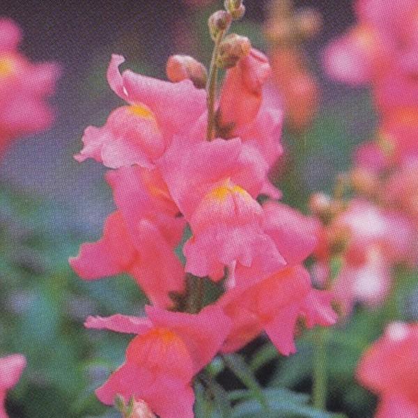 送料無料 花の種 営利用 金魚草 矮性種 F1パレット カーマイン 1ml 10 タキイ種苗 開店祝い Www Technet 21 Org