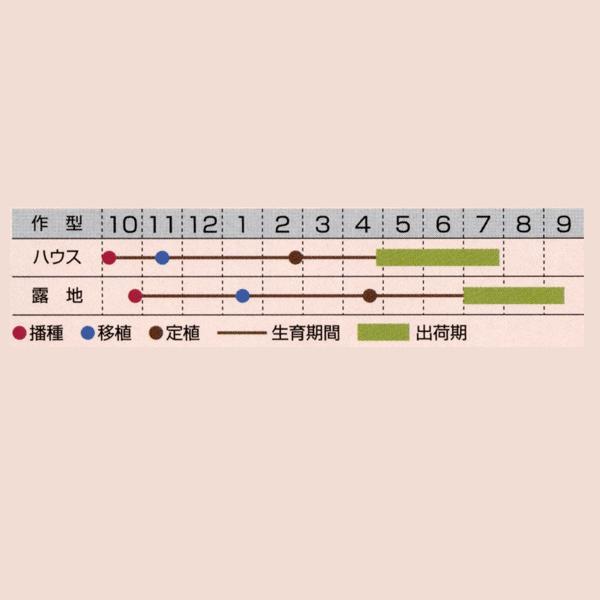 花の種（営利用）クラスペディア グロボーサ ゴールドスティック 10ml×10 タキイ種苗（メール便発送）の画像