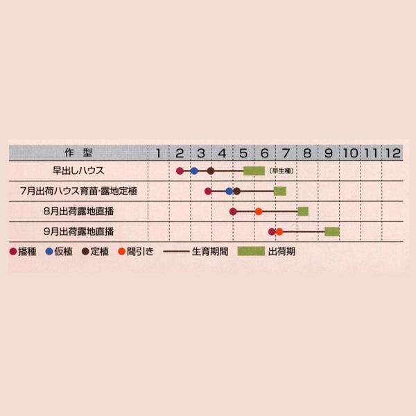 花の種（営利用）けいとう とさか種 久留米 緋紅色2号 10ml×10 タキイ種苗の画像