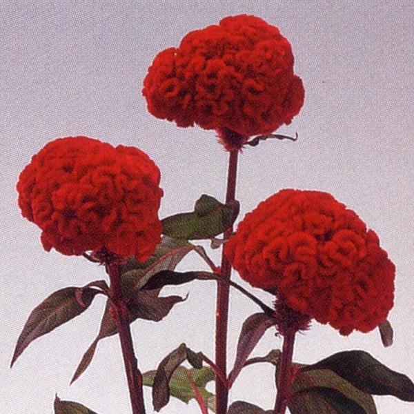 最低価格 花の種(営利用)けいとう とさか種 久留米 紅貴 10ml×10 タキイ種苗 花、ガーデニング サカタのタネ 久留米けいとう・切花用 アーリーローズ