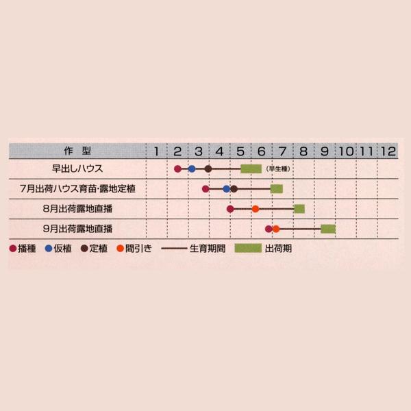 花の種（営利用）けいとう とさか種 久留米 紅貴 10ml×10 タキイ種苗｜vg-harada｜02