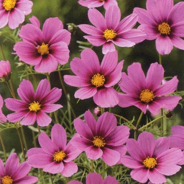 花の種（営利用）コスモス 高性種 センセーション ラディアンス 1l タキイ種苗
