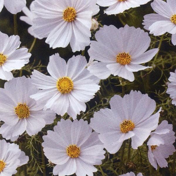 花の種（営利用）コスモス 高性種 センセーション ホワイト 1l タキイ種苗