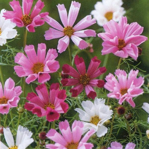 花の種（営利用）コスモス 高性種 シーシェル 混合 1dl×10 タキイ種苗