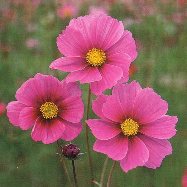 花の種（営利用）コスモス 高性種 ベルサイユ 1l タキイ種苗