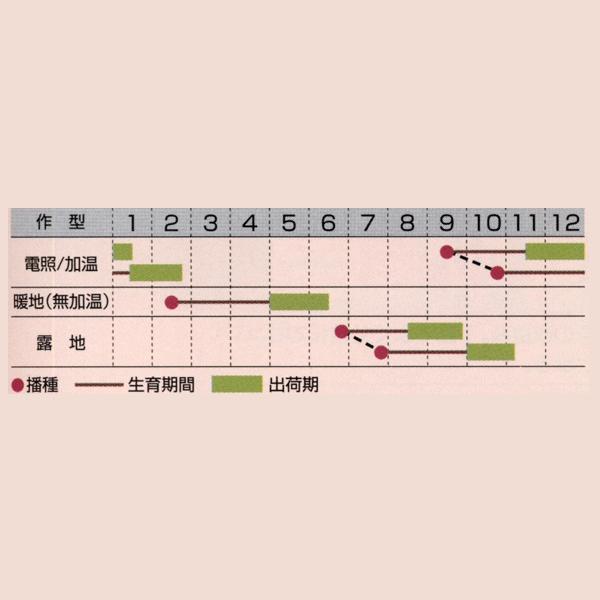 花の種（営利用）コスモス 矮性種 ソナタ カーマイン 1000粒 タキイ種苗（メール便発送）｜vg-harada｜02