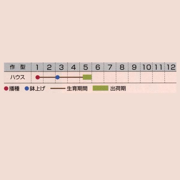 花の種（営利用）コリウス ウィザード 混合 1ml×10 タキイ種苗（メール便発送）の画像