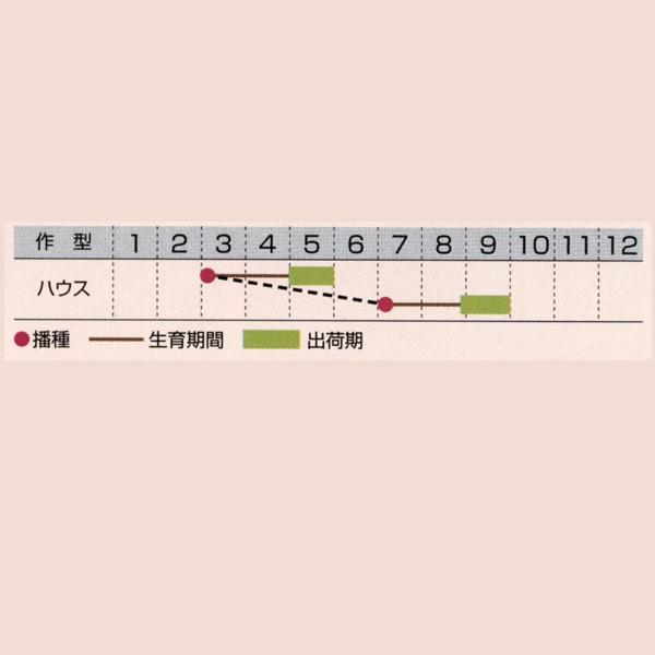 花の種（営利用）サルビア コクシネア種 スノーニンフ 10ml タキイ種苗（メール便発送）の画像