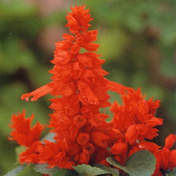 花の種（営利用）サルビア スプレンデンス種 フラメンコ レッド 10ml タキイ種苗（メール便発送）