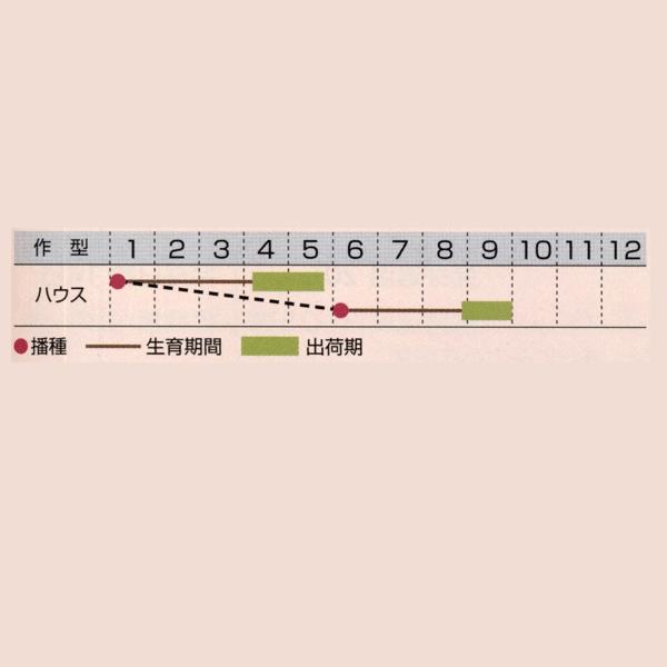 花の種（営利用）サルビア スプレンデンス種 カラピニエール ス力一レッ卜 1dl タキイ種苗（メール便発送）の画像