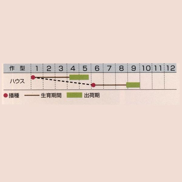 花の種（営利用）サルビア ファリナセア種 シラス 10ml×10 タキイ種苗の画像