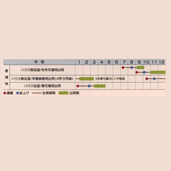 花の種（営利用）ストック 矮性種 キスミー バイオレット 10ml タキイ種苗（メール便発送）｜vg-harada｜02