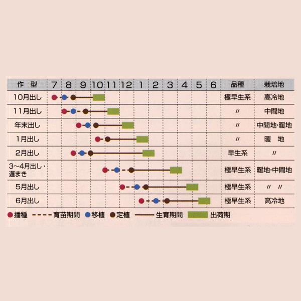 花の種（営利用）ストック 高性オールダブル種 ホワイト ワンダー２号 10ml タキイ種苗（メール便発送）の画像