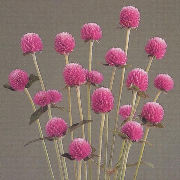 あなたにおすすめの商品 花の種 営利用 千日紅 グロボーサ種 オードリー ピンクインプ 10ml セミクリーンシード タキイ種苗 メール便発送