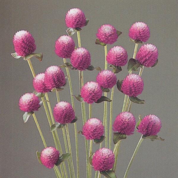 花の種（営利用）千日紅 グロボーサ種 バイカラーローズ 10ml×10 セミクリーンシード タキイ種苗（メール便発送）