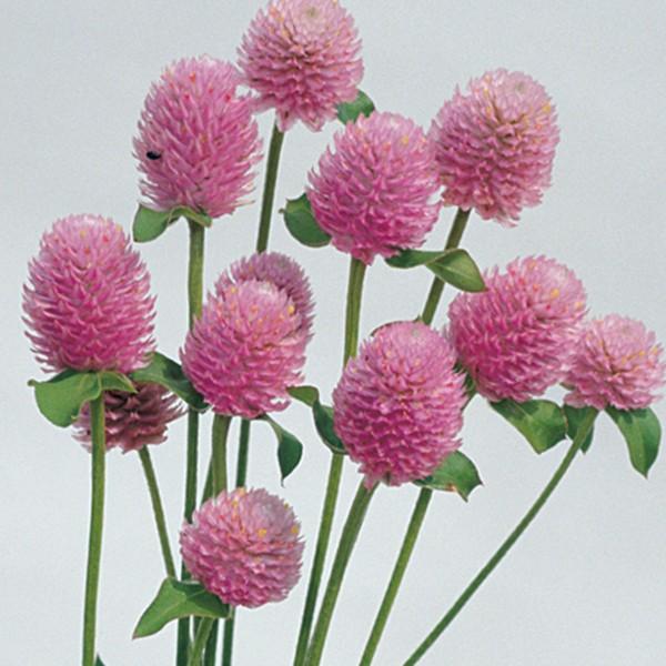 花の種 営利用 千日紅 グロボーサ種 高性大輪 桃色 10ml 10 セミクリーンシード タキイ種苗 メール便発送 休日限定