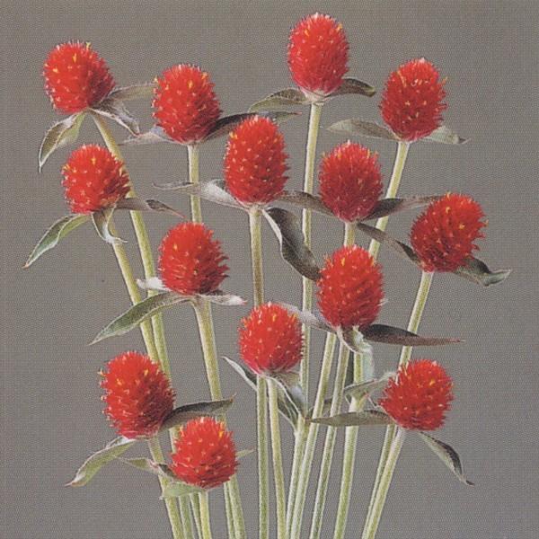 人気ブランド 花の種 営利用 千日紅 ハーゲアナ種 ストロベリー フィールズ 1dl セミクリーンシード タキイ種苗 メール便発送 人気が高い Bitcoinbro Frankhawley Com