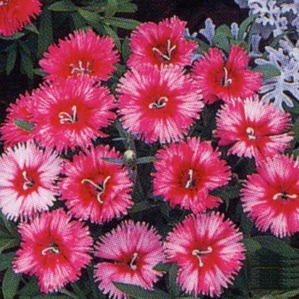 花の種（営利用）石竹 F1カーペット F1オリエンタル カーペット 1ml×10 タキイ種苗（メール便発送）