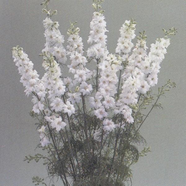 花の種（営利用）千鳥草 カンヌ ホワイト 10ml タキイ種苗（メール便発送）