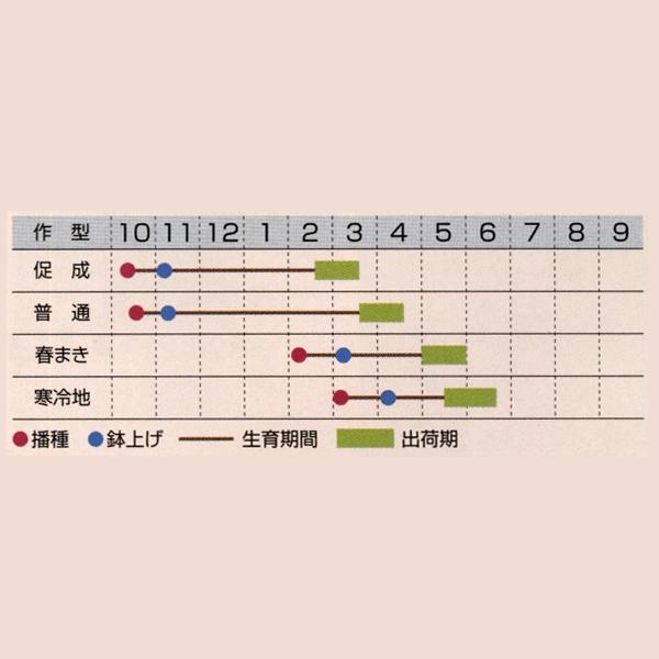 花の種（営利用）ディモルフォセカ スプリングフラッシュ オレンジ 1dl タキイ種苗（メール便発送）の画像