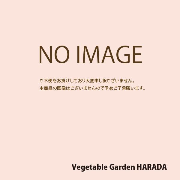 花の種（営利用）デージー 中大輪種 エトナ 混合 1ml×10 タキイ種苗（メール便発送）