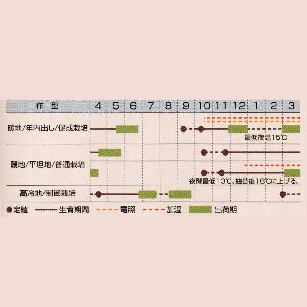 花の種（営利用）デルフィニウム シネンシス種 F1デジタルピンク 1000粒 タキイ種苗（メール便発送）の画像