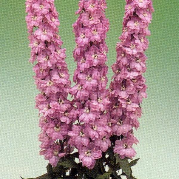 お1人様1点限り 花の種 営利用 デルフィニウム エラータム種 F1オーロラ モーヴ 10ml タキイ種苗 メール便発送 格安 Zoetalentsolutions Com