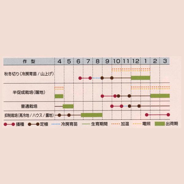 花の種（営利用）デルフィニウム エラータム種 F1オーロラ ライトパープル 10ml タキイ種苗（メール便発送）の画像