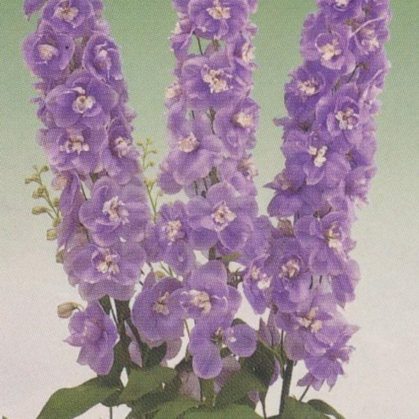 花の種（営利用）デルフィニウム エラータム種 F1オーロラ ラベンダー 10ml タキイ種苗（メール便発送）｜vg-harada
