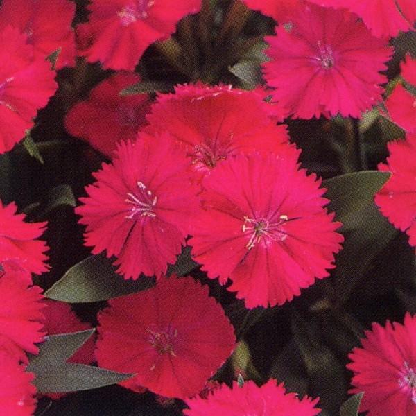 50 Off 花の種 営利用 なでしこ F1テルスター オーキッド 10ml タキイ種苗 メール便発送 人気no 1 本体 Zoetalentsolutions Com