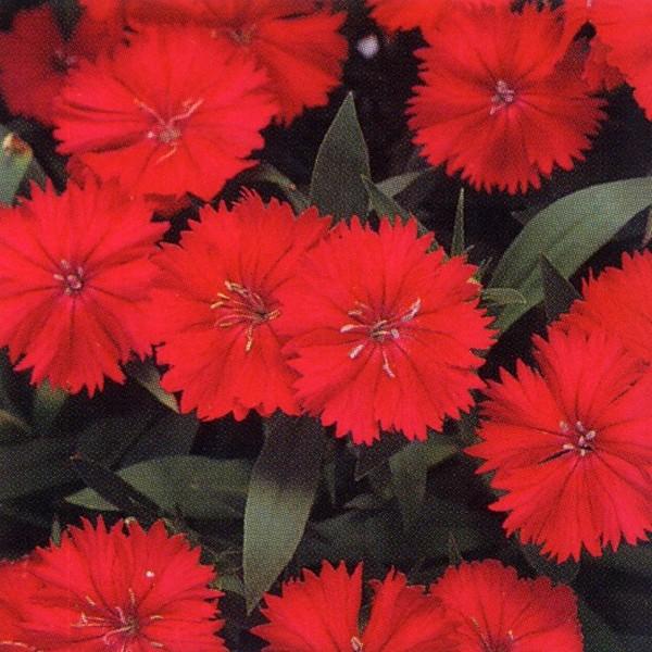 正規店仕入れの 花の種 営利用 なでしこ F1テルスター カーマインローズインプ 10ml タキイ種苗 メール便発送 早割クーポン Zoetalentsolutions Com