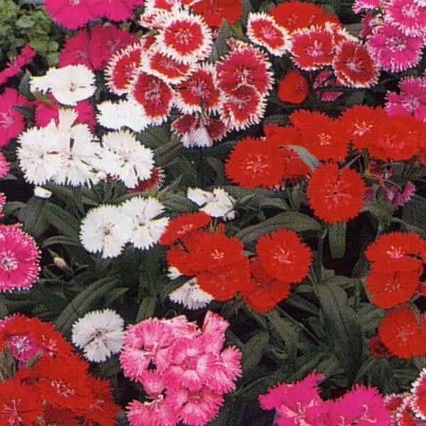 爆安プライス 花の種 営利用 なでしこ F1テルスター 混合 10ml タキイ種苗 メール便発送 超特価激安 Www Shandilyaz Com