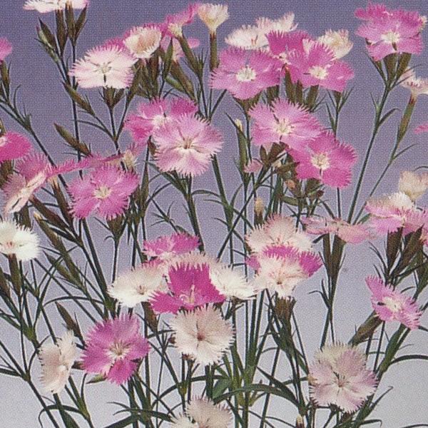 花の種（営利用）なでしこ 高性種 F1初恋 1ml×10 タキイ種苗（メール便発送）｜vg-harada