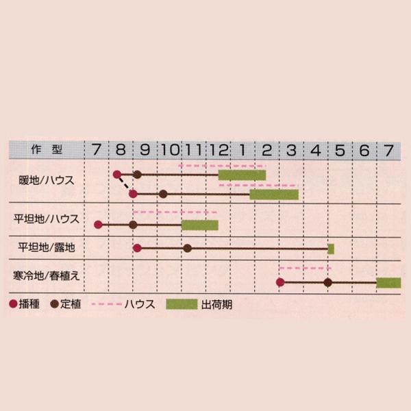 花の種（営利用）なでしこ 高性種 F1初恋 1ml×10 タキイ種苗（メール便発送）｜vg-harada｜02