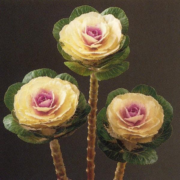 adidas zx 1000 rosas