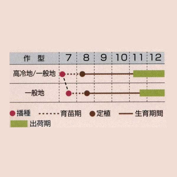 花の種（営利用）プラチナケール F1ルシール バニラ 1000粒 フィルムコート種子 タキイ種苗（メール便発送）の画像