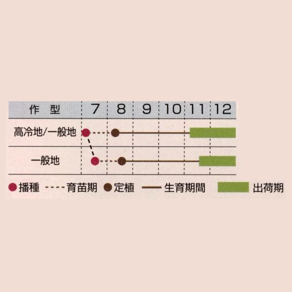 花の種（営利用）高性種 丸葉種 F1ウインターチェリー 1000粒×10 タキイ種苗（メール便発送）の画像
