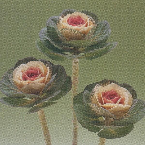 花の種（営利用）高性種 丸葉種 F1バイカラートーチ 1000粒×10 タキイ種苗｜vg-harada