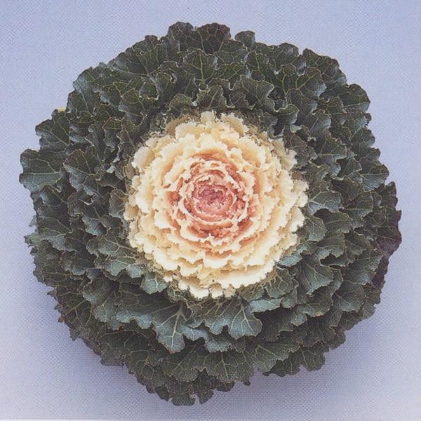 期間限定送料無料 花の種 営利用 矮性種 丸葉種 F1白つぐみ 1000粒 10 タキイ種苗 値引 Www Thedailyspud Com