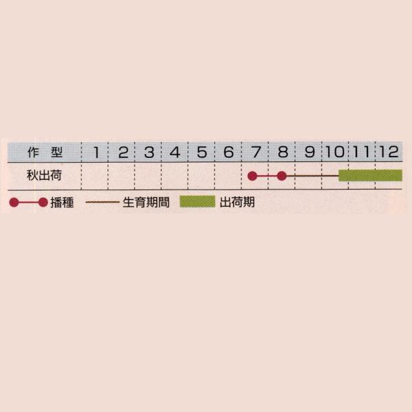 花の種（営利用）矮性種 丸葉種 F1つぐみ 1000粒×10 タキイ種苗の画像