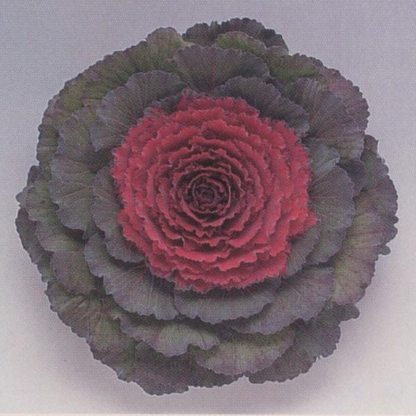 花の種（営利用）矮性種 丸葉種 F1改良紅はと 1000粒×10 タキイ種苗｜vg-harada
