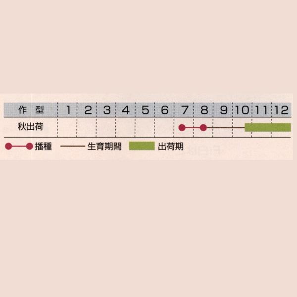 花の種（営利用）矮性種 ちりめん種 F1白すずめ 1000粒×10 タキイ種苗の画像