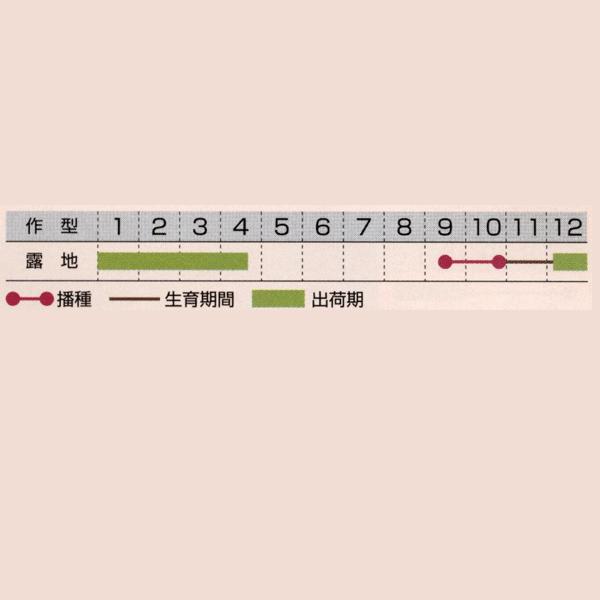 花の種（営利用）花菜 京都伏見寒咲き花菜 1l タキイ種苗の画像