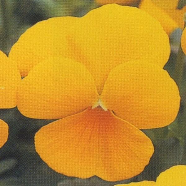 花の種（営利用）ウィンター パンジー F1ナチュレ系 F1ナチュレ イエロー 1000粒×10 タキイ種苗
