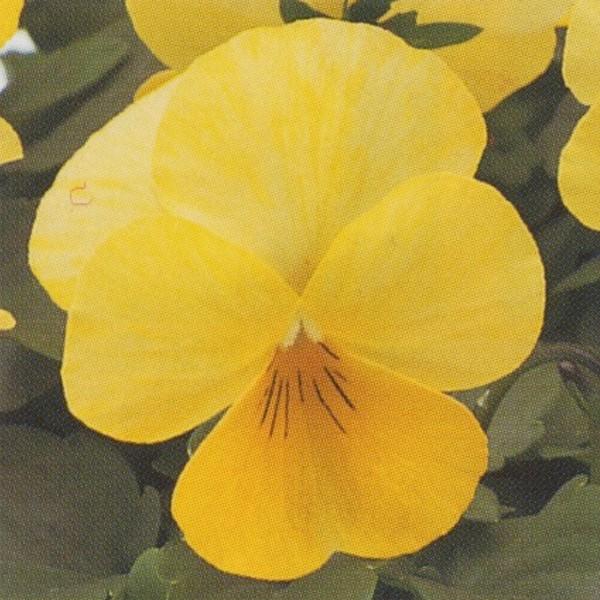 花の種（営利用）ウィンター パンジー F1ナチュレ系 F1ナチュレ クリアレモン 1000粒×10 タキイ種苗