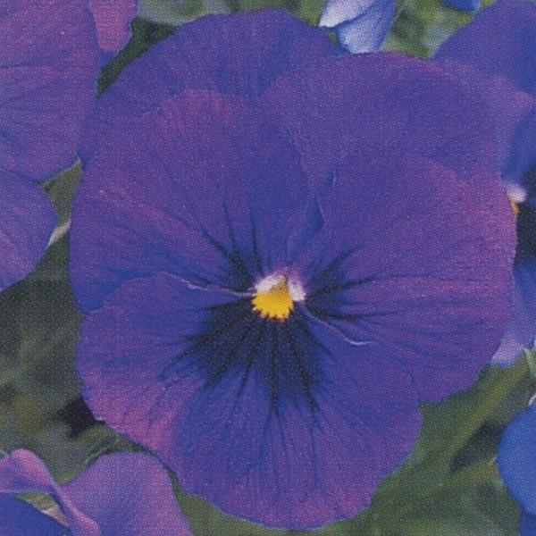 花の種（営利用）ウィンター パンジー F1ナチュレ系 F1ナチュレ オーシャン 1000粒×10 タキイ種苗