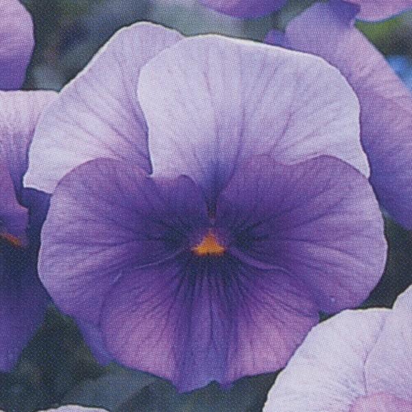 花の種（営利用）ウィンター パンジー F1ナチュレ系 F1ナチュレ ブルーインプ 1000粒×10 タキイ種苗