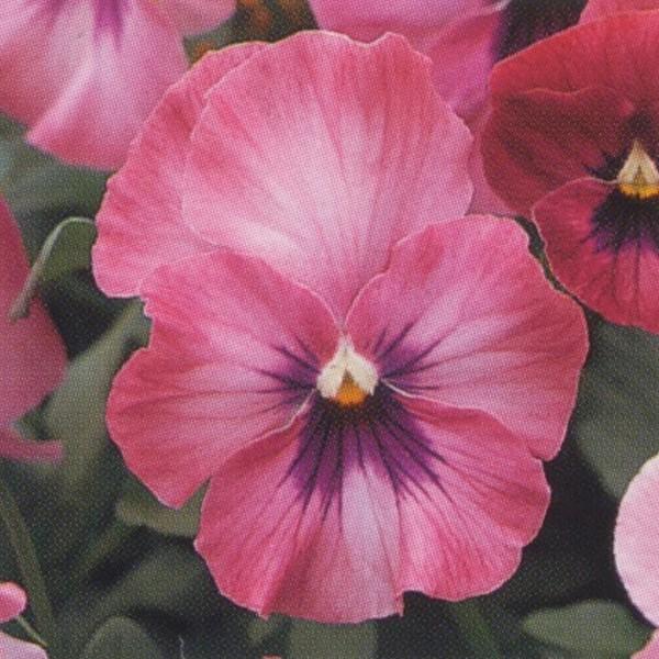 花の種（営利用）ウィンター パンジー F1ナチュレ系 F1ナチュレ ローズピンク 1000粒×10 タキイ種苗
