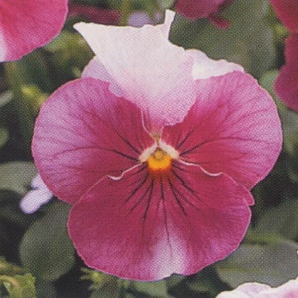 数量限定 特売 花の種 営利用 ウィンター パンジー F1ナチュレ系 F1ナチュレ フロスティローズ 1000粒 10 タキイ種苗 即納特典付き Www Thedailyspud Com