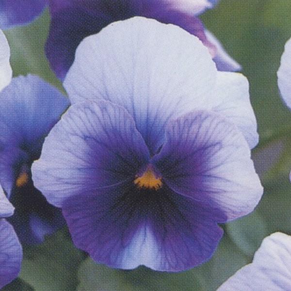 無料長期保証 花の種 営利用 ウィンター パンジー F1ナチュレ系 F1ナチュレ ビーコンインプ 1000粒 10 クリスタルコート種子 タキイ種苗 激安ブランド Www Thedailyspud Com